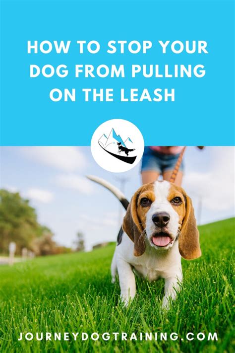 My Dog Pulls Extremely Hard On Leash How Do I Stop It Journey Dog