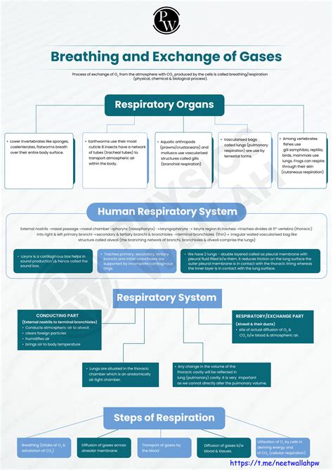 Solution Breathing And Exchange Of Gases Mind Maps Studypool