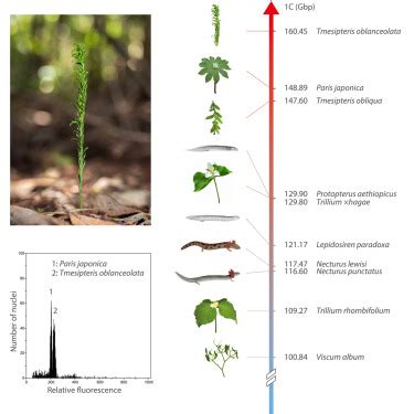 A Gbp Fork Fern Genome Shatters Size Record For Eukaryotes Iscience