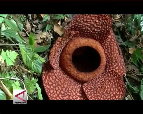 Simposium Internasional Rafflesia Arnoldi Antara News