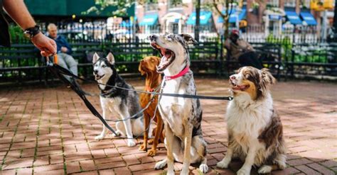 Dog Training Fort Worth, TX | Sit Means Sit Fort Worth