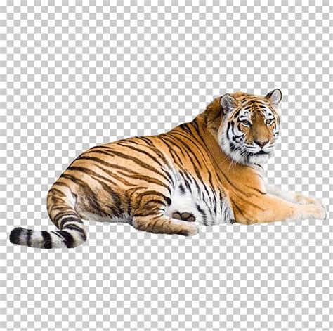 Siberian Tiger White Tiger Bengal Tiger Cat PNG - Free Download ...