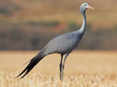 National bird of South Africa - Blue crane | Symbol Hunt