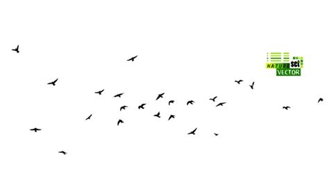 16,038 Bird Clipart Black White Royalty-Free Images, Stock Photos & Pictures | Shutterstock