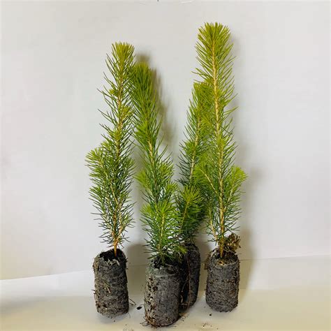 White Spruce Seedlings Scott And Stewart Forestry