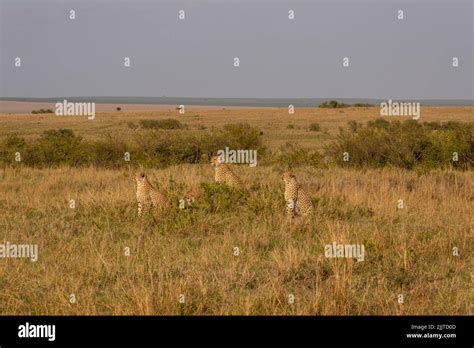 Cheetahs In Masai Mara Game Reserve Of Kenya Stock Photo Alamy