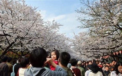 日本樱花开多久2019日本樱花开多久 随意云