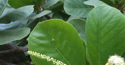 Medicinal Plants: Terminalia catappa Badam Sara Paruppu Indian almond