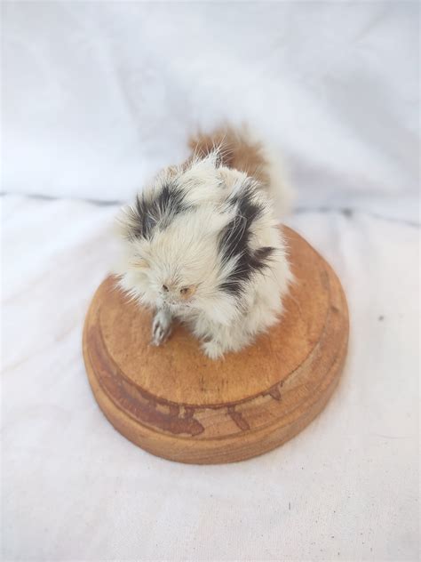 Guinea Pig Taxidermy Etsy