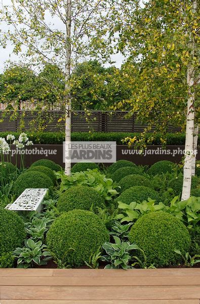 La Phototh Que Les Plus Beaux Jardins Ball Shaped Betula Birch