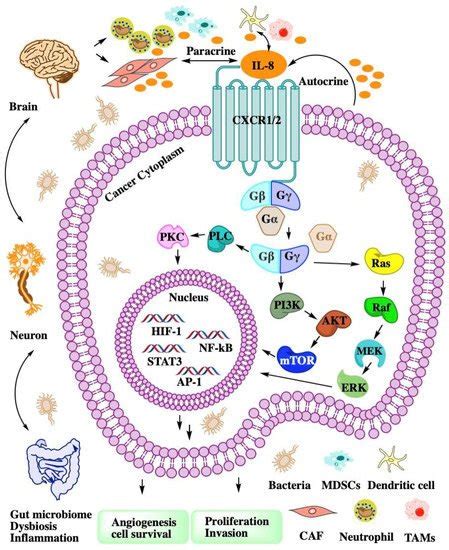 Roles Of The Cxcl Cxcr Axis In Cancer Encyclopedia Mdpi