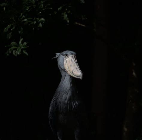 Get To Know The Shoebill Stork | Wildest