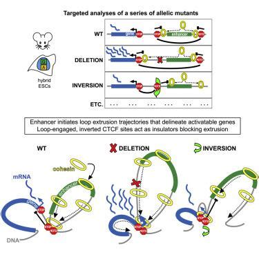 Interplay Between Ctcf Boundaries And A Super Enhancer Controls Cohesin