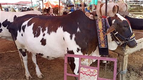 Tofani Barish K Baad K Rates Karachi Bakra Eid YouTube