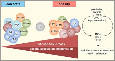 Adipose‐tissue Regulatory T Cells Critical Players In Adipose‐immune Crosstalk Becker 2017