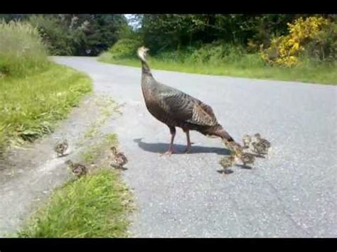 Baby Wild Turkey