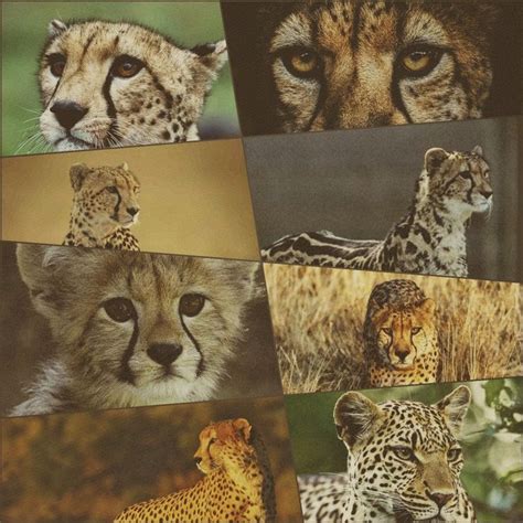 Irl Cheetah Moodboard Painting Art Witch