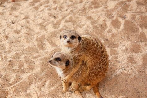 Meerkat family — Stock Photo © trancedrumer #1610234