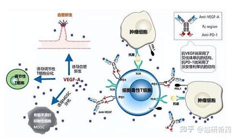 缓解率100％！双特异性抗体ak112招募egfr Tki治疗失败的肺癌患者！ 知乎