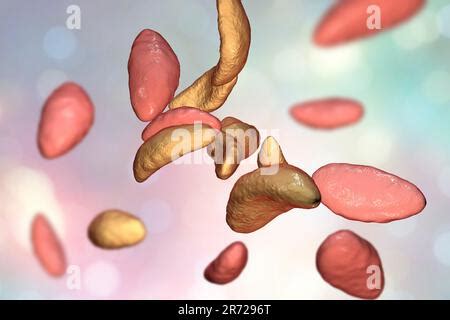 Toxoplasma Gondii Im Tachyzoitstadium Illustration T Gondii Ist Eine