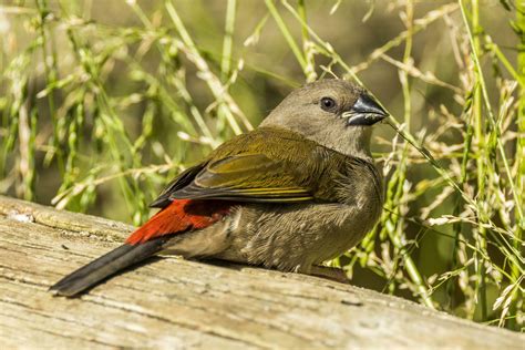 Red-browed Finch in Australia 24735852 Stock Photo at Vecteezy