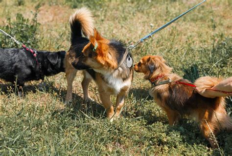 5 razões pelas quais seu cão lambe as partes íntimas de outros cães