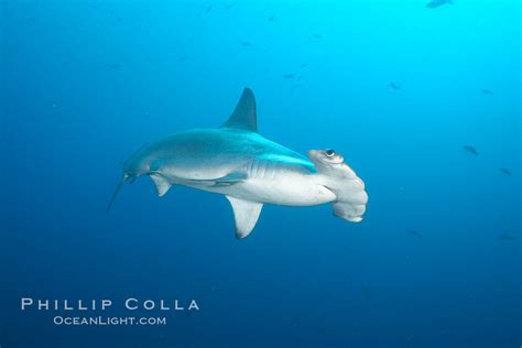 Scalloped Hammerhead Shark Sphyrna Lewini Wolf Island Galapagos