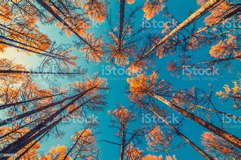 Melihat Ke Atas Pohon Dan Langit Biru Cerah Foto Stok Unduh Gambar