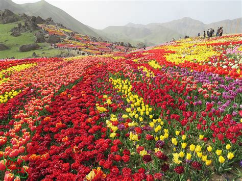 باغ گل های لاله مزرعه لزور روستای کندر پایتخت لاله های ایران تربت ما