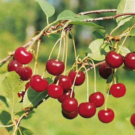 Вишня ашинская (51 фото)