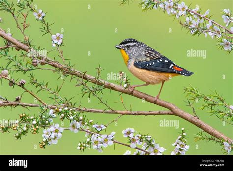 Spotted Pardalote Pardalotus Punctatus Male Victoria Australia