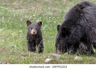 Black Bear Cub Stock Photo 1097912213 | Shutterstock