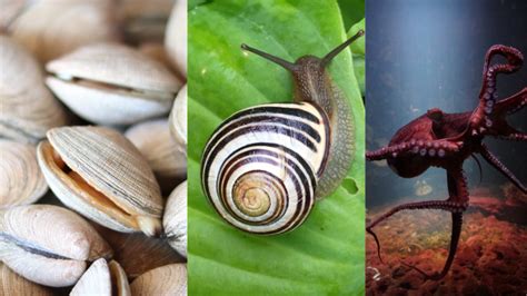 Mollusca Examples