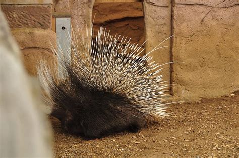 Chester Zoo 393 Cape Porcupine Richard Southwell Flickr