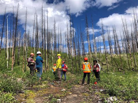 Silviculture Cariboo Carbon Solutions