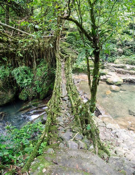 Meghalaya Los Puentes De Ra Ces Vivas De La India