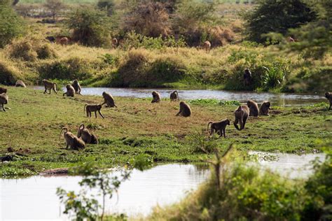 Lake Manyara National Park Travel Attractions & Facts