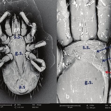 Dermanyssus Gallinae Poultry Red Mite Infestation In 55 Years Old Download Scientific Diagram