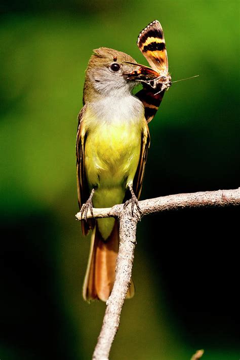 Great Crested Flycatcher Myiarchus Photograph By David Northcott Pixels