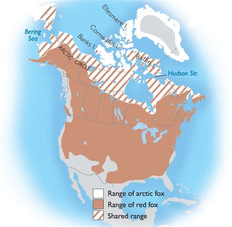 where do arctic foxes live habitat Arctic sloth snow leopard pandas ...