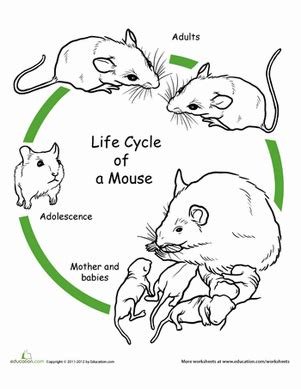 color  life cycle mouse worksheet educationcom