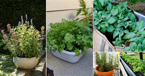 9 Best Cilantro Companion Plants Companion Planting For Cilantro