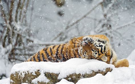 Tiger rolling in snow wallpaper - Animal wallpapers - #33722