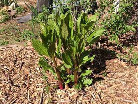 Pokeweed Berries & Greens | Learn More at The Grow Network : The Grow Network