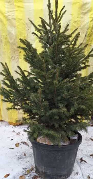 Новогодняя живая ель купить в Алматы/ Елка живая С ДОСТАВКОЙ: 12 000 тг ...