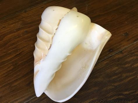 Conch Shell Shiny White Peach Luster Real Shell 6 Length Etsy 日本