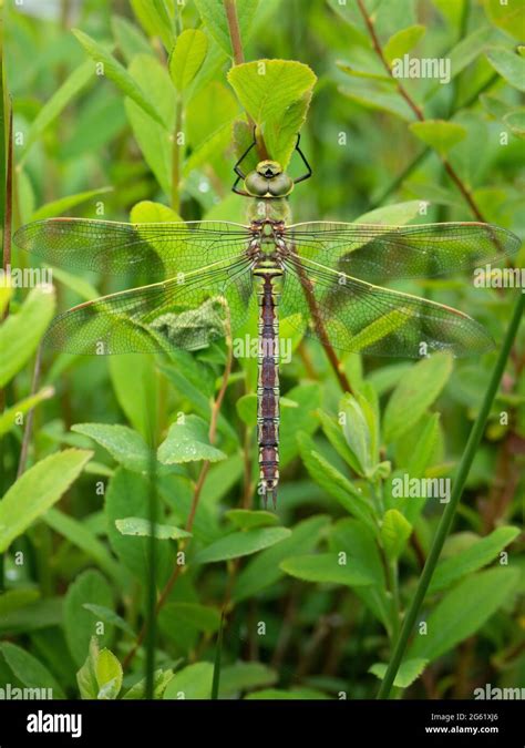 Southern Hawker Dragonfly, female, resting in habitat Stock Photo - Alamy