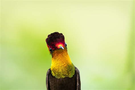 12 Colorful Types Of Rainforest Birds