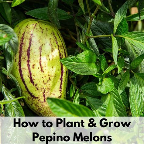 How to Plant and Grow Pepino Melons - Together Time Family