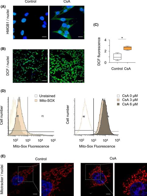 HMGB1 Nucleus To Cytosol Translocation Is Associated With Mitochondrial